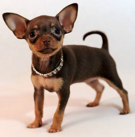 RUSSIAN TOY TERRIER